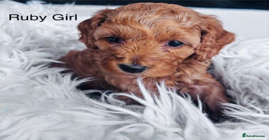 Cavapoo dogs for sale in Mansfield - Advert 8