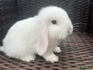 Mini Lop rabbits Beautiful Baby Mini Lops Ready Now - Advert 3