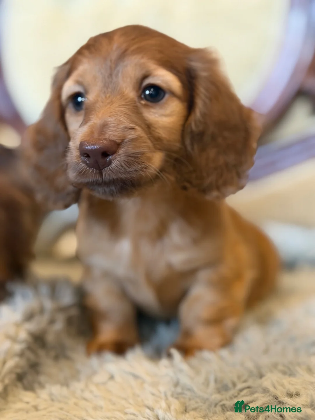 Miniature Dachshund dogs for sale: Miniature long-haired dachshund  - Advert 6