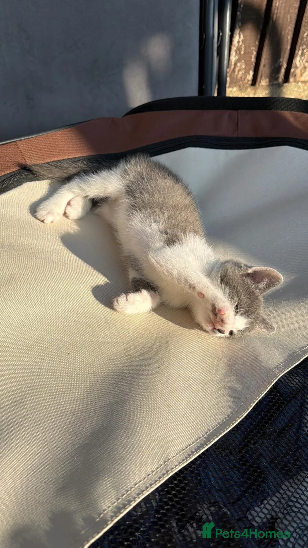 Domestic Shorthair cats for sale: 8‑Week Domestic Shorthair Kittens,Mum Can Be Seen  - Advert 33