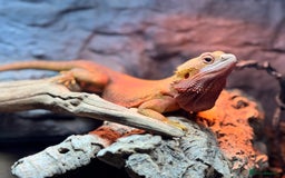 Bearded Dragon reptiles for sale: Mango my bearded dragon and vivarium  - Image 4