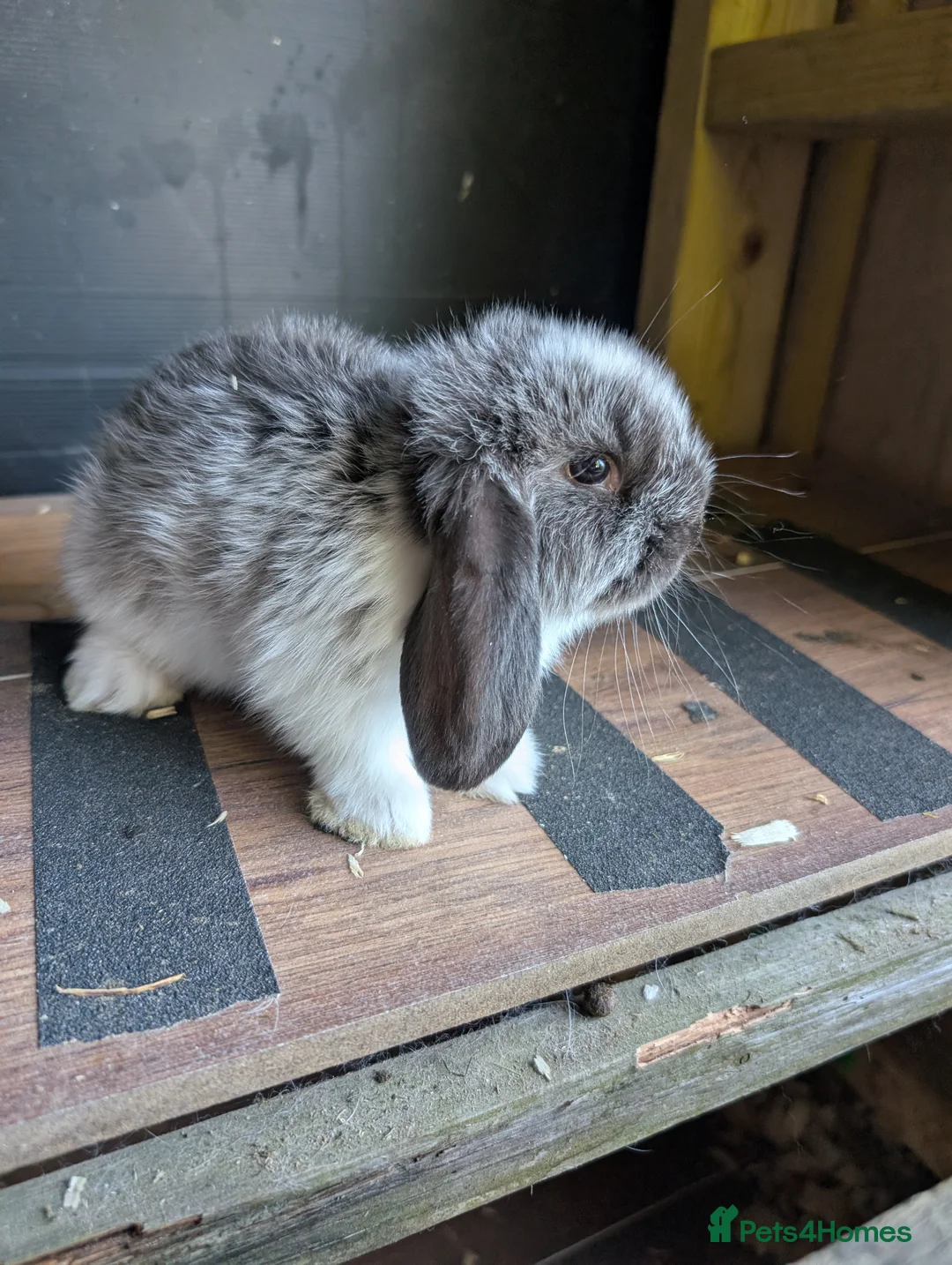 French Lop rabbits for sale: french lop babies in Tunbridge Wells - Advert 1