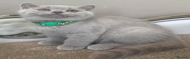 British Shorthair Kitten 4