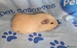 Guinea Pig rodents for sale: Skinnys Werewolfs & Lakelands Available Ready Now - Image 5