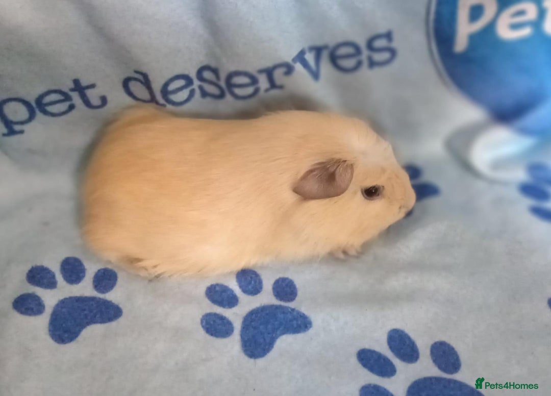 Guinea Pig rodents for sale: Skinnys Werewolfs & Lakelands Available Ready Now - Image 5