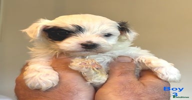 Maltipoo dogs - Advert 4