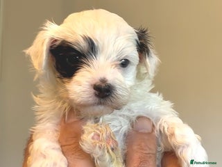 Maltipoo dogs - Advert 29