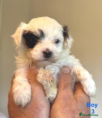 Maltipoo dogs - Advert 3