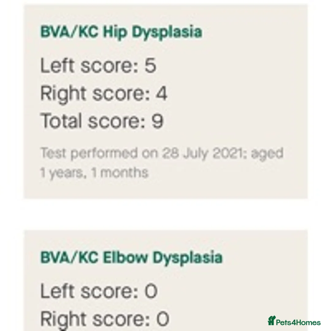 German Shepherd dogs for stud: German Shepherd Kc reg hip scored solid black in Darlington - Advert 3