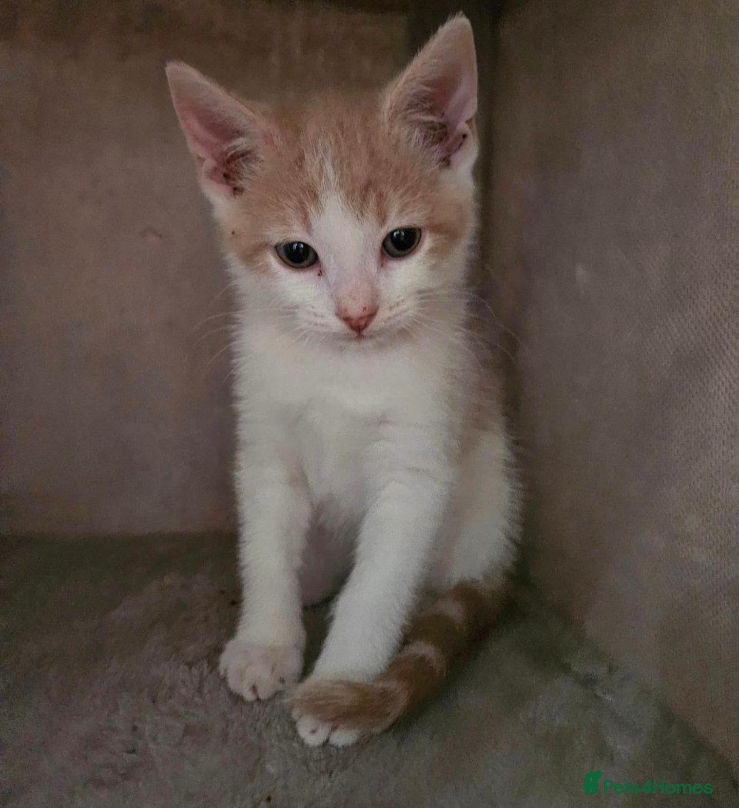 Mixed Breed cats for sale: Gorgeous kittens ready for new homes  - Advert 13