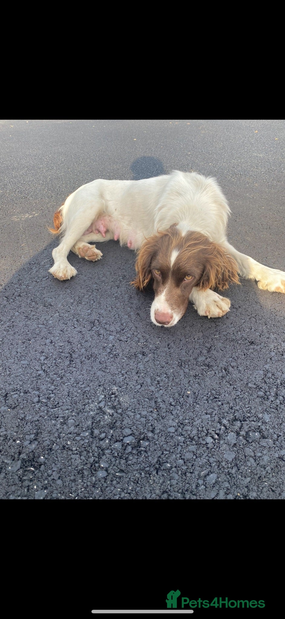 Sproodle dogs Male puppy for sale - Advert 5