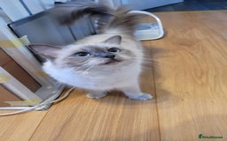 Ragdoll cats for sale: 🐾😺 3 Fluffy Ragdoll Kittens Waiting for You ♥♥♥ - Image 25