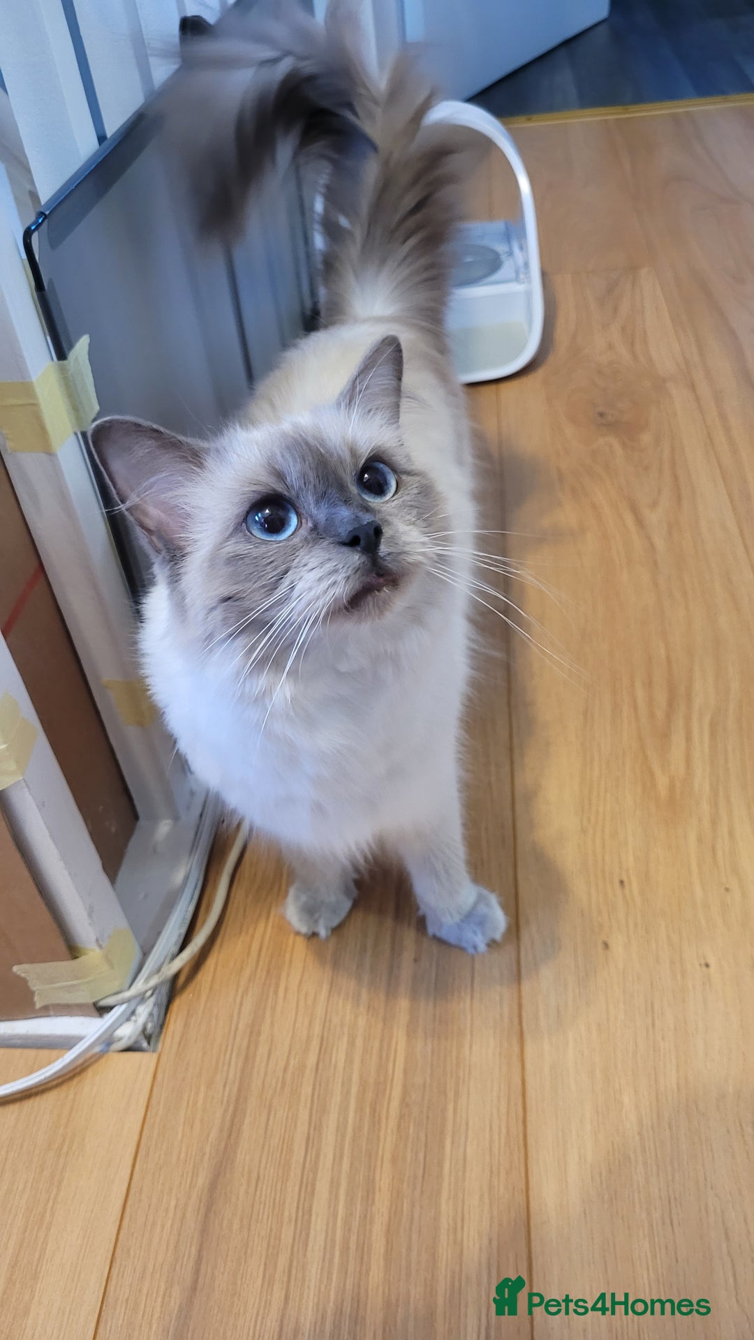 Ragdoll cats for sale: 🐾😺 3 Fluffy Ragdoll Kittens Waiting for You ♥♥♥ - Image 25