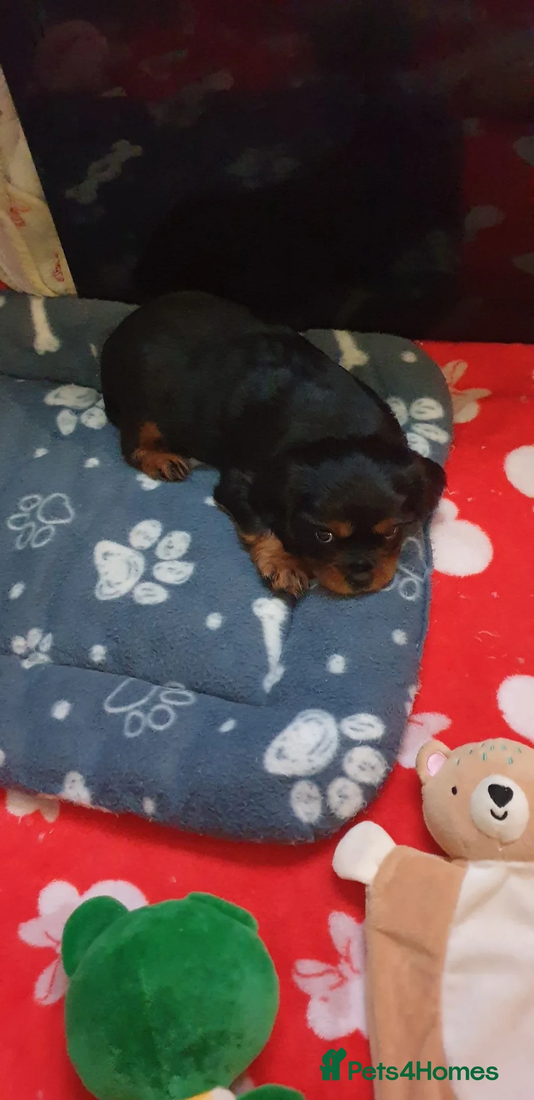 Cavalier King Charles Spaniel dogs for sale: Black and tan puppy for sale  - Advert 2