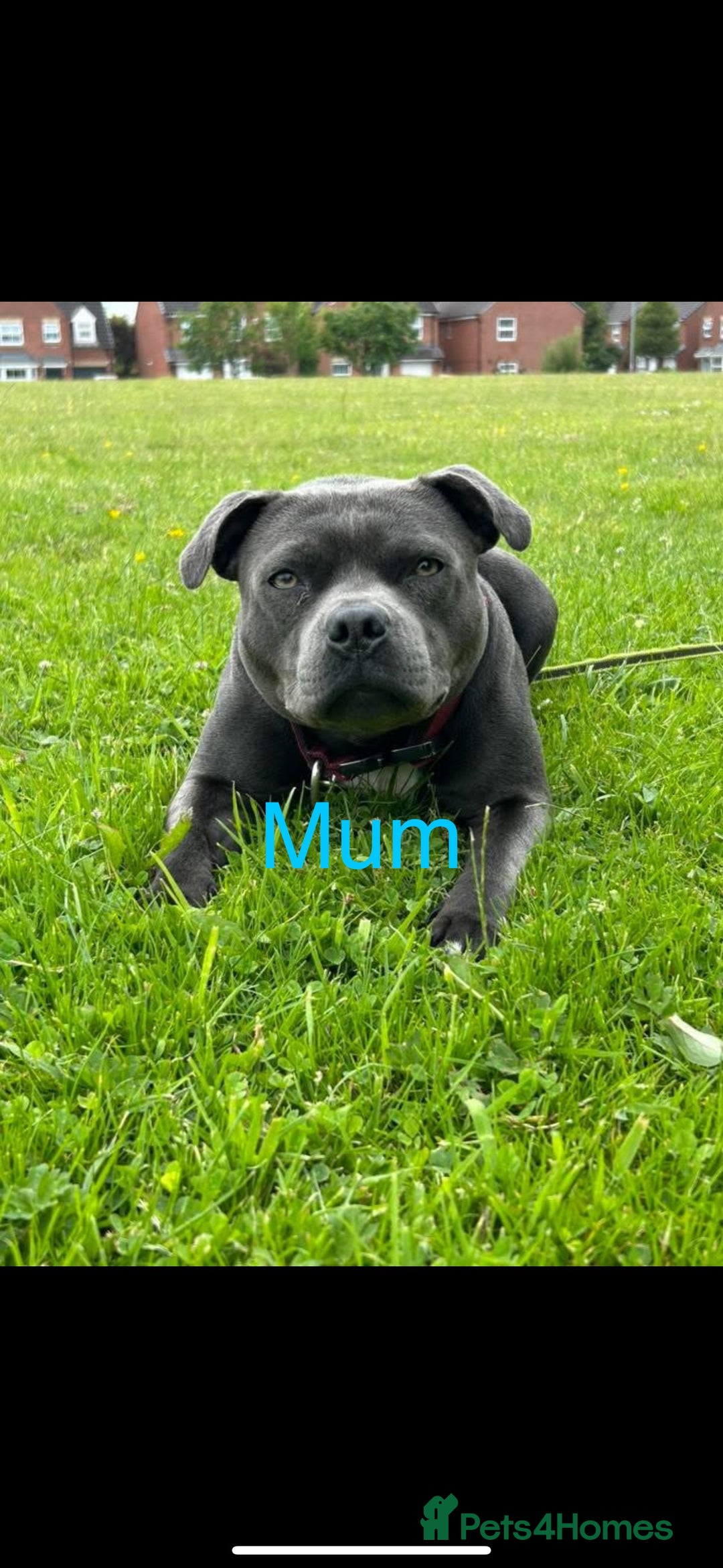 Staffordshire Bull Terrier dogs for sale: Valglo champion cross Bronson line blue/black pups - Image 15