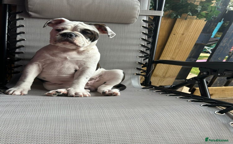 Olde English Bulldogge dogs - Advert 1