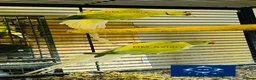 Parakeets birds for sale: Indian Ringneck parrot  - Advert 4
