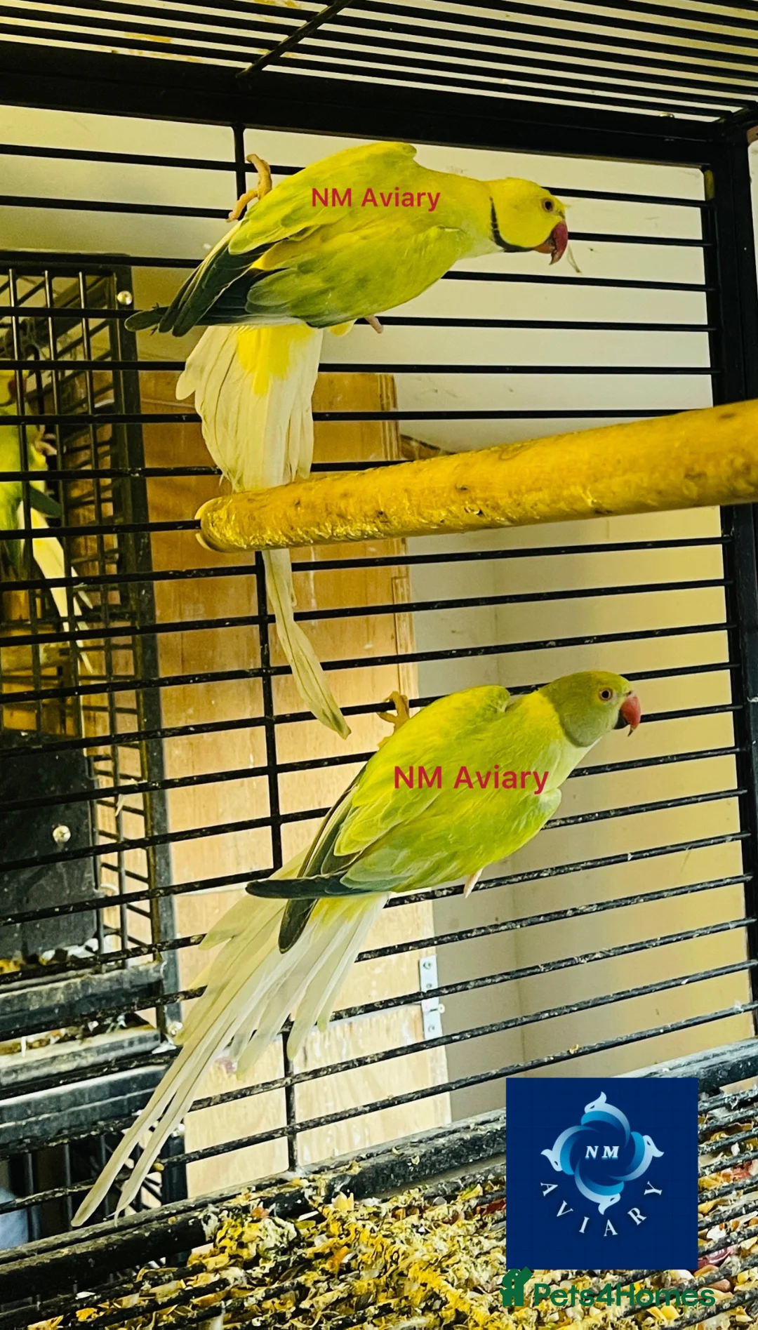 Parakeets birds for sale: Indian Ringneck parrot  - Advert 4