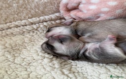 Pug dogs for sale: £500 pug puppies - Image 10