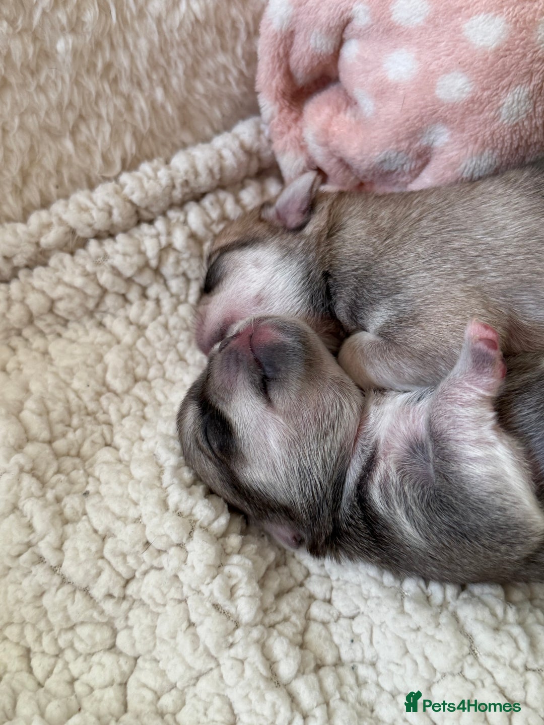 Pug dogs for sale: £500 pug puppies - Image 10