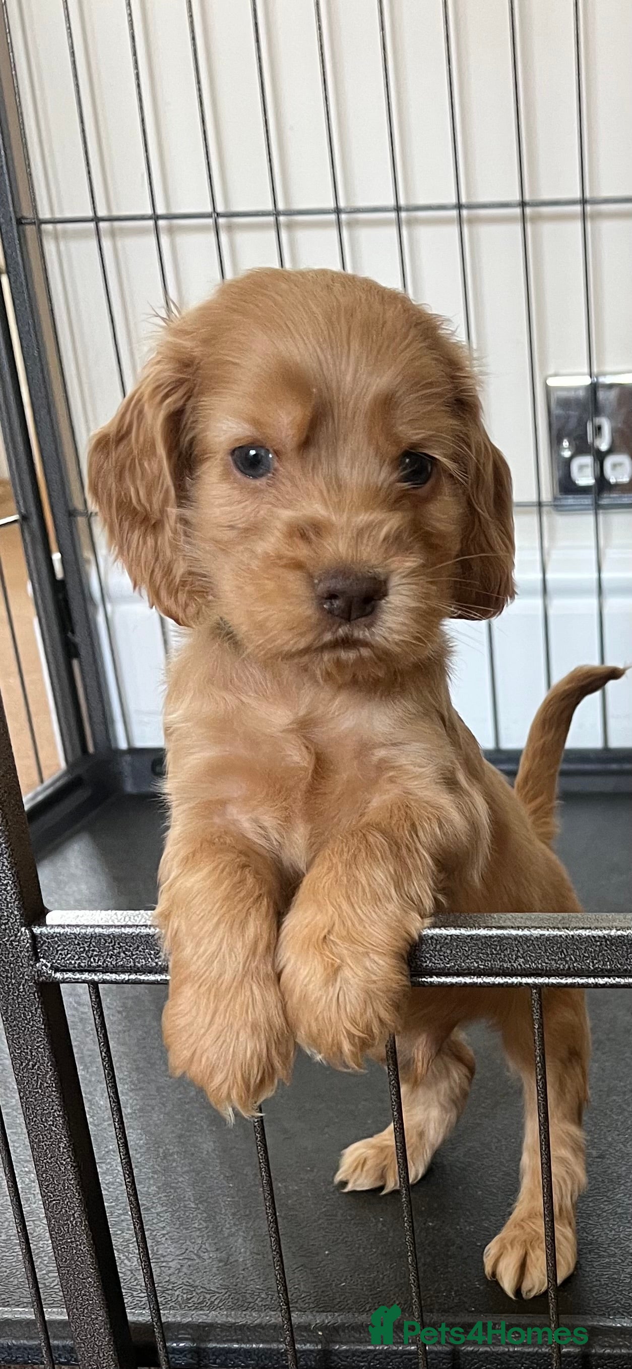 Cocker Spaniel dogs Beautiful show type cocker spaniel  - Advert 2