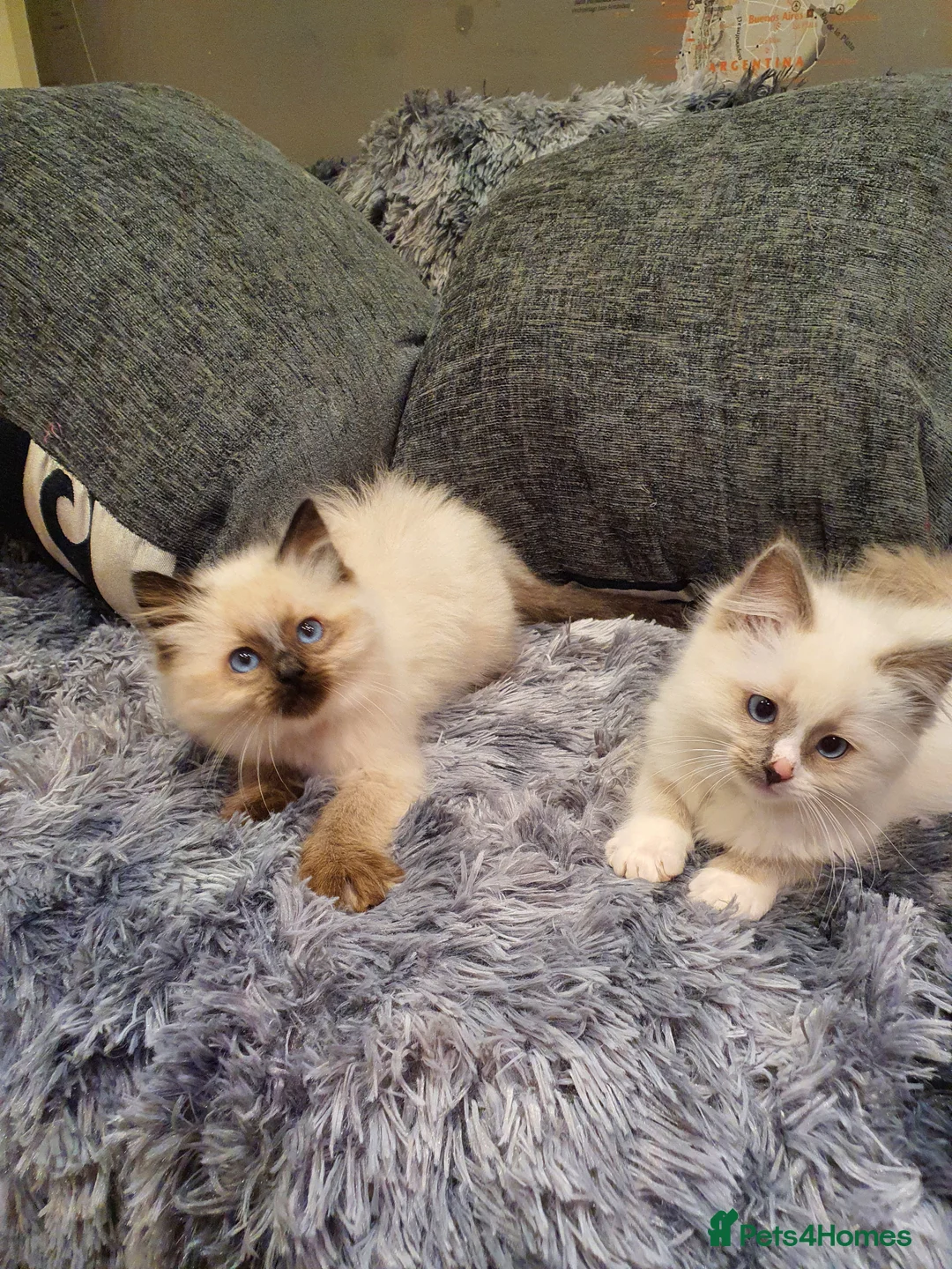 Ragdoll cats for sale: 💖Beautiful GCCF Registered Ragdoll Kittens💖 - Advert 33