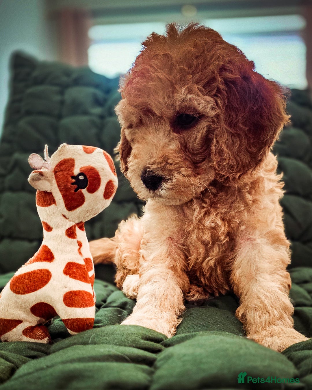 Cockapoo dogs for sale: Adorable Cockerpoo puppies  - Image 3