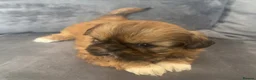 Shih Tzu dogs for sale: Stunning chocolate imperial Shih Tzu puppies  - Advert 10