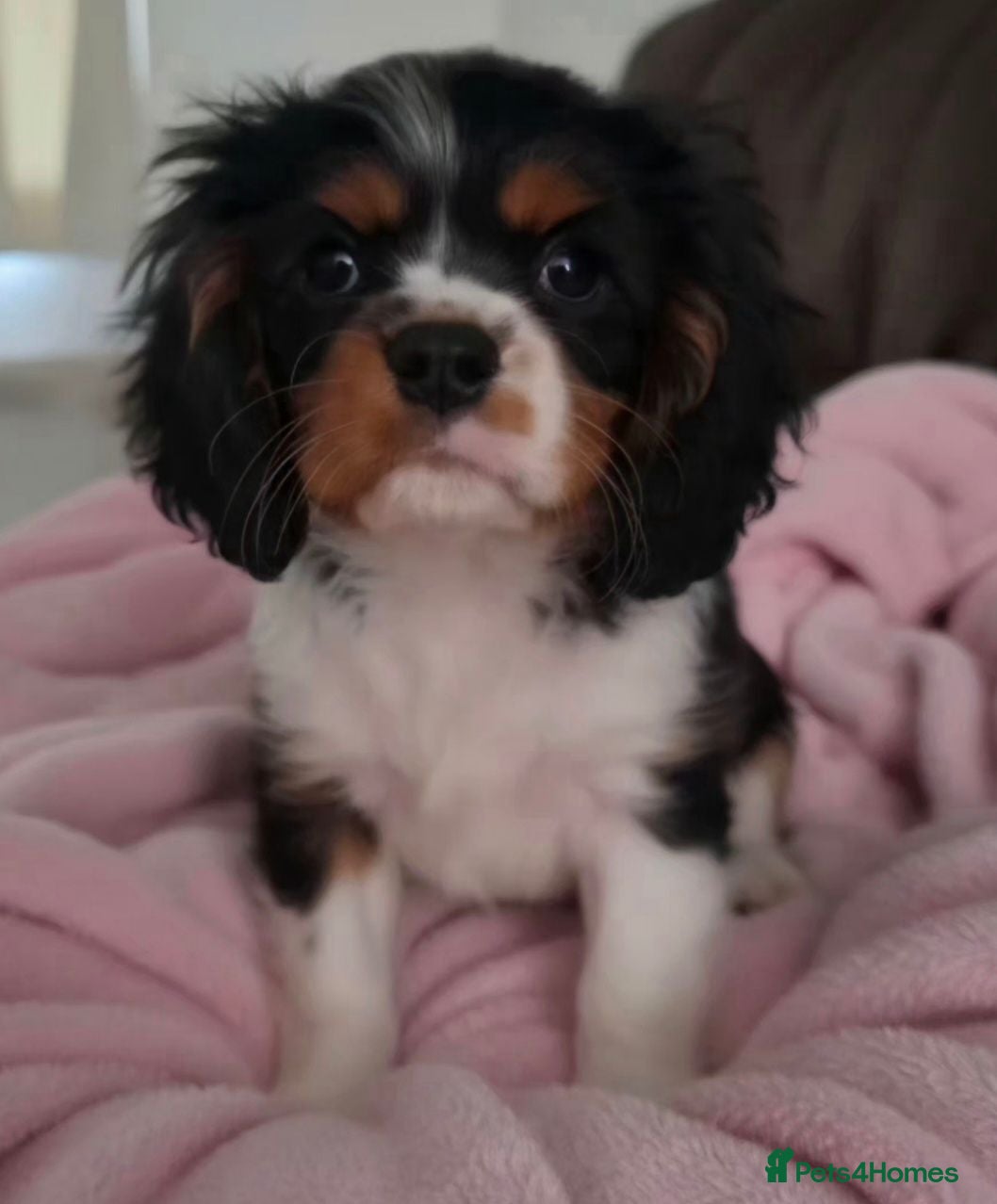 Cavalier King Charles Spaniel dogs Cavalier Puppies - Advert 2