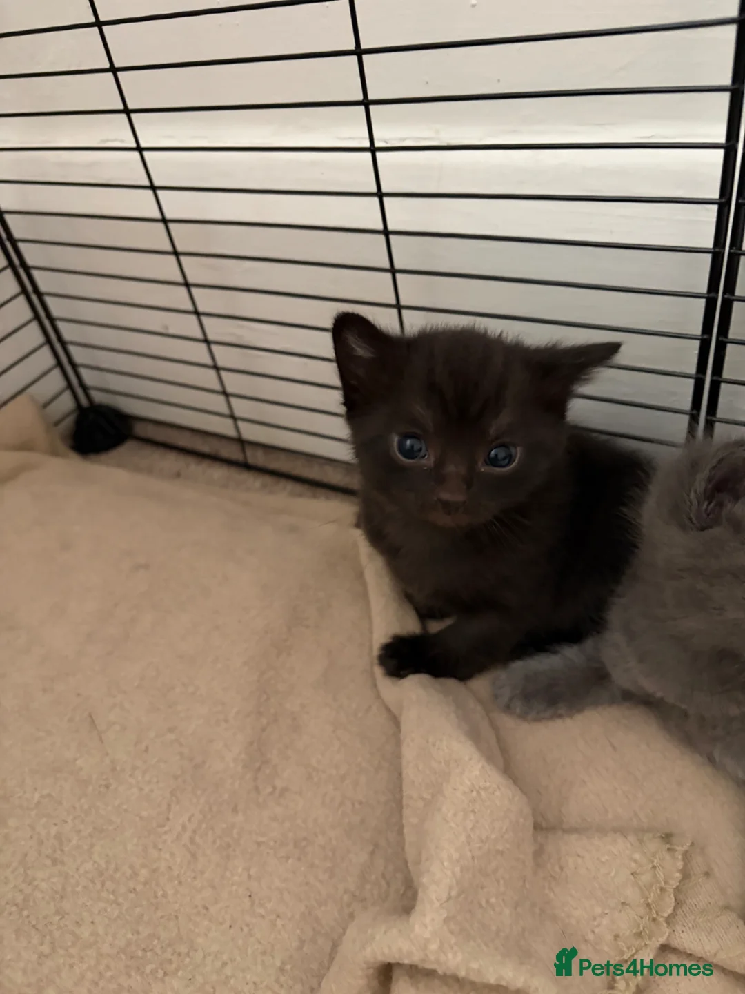 Mixed Breed cats for sale: Stunning kittens in Frome - Advert 6