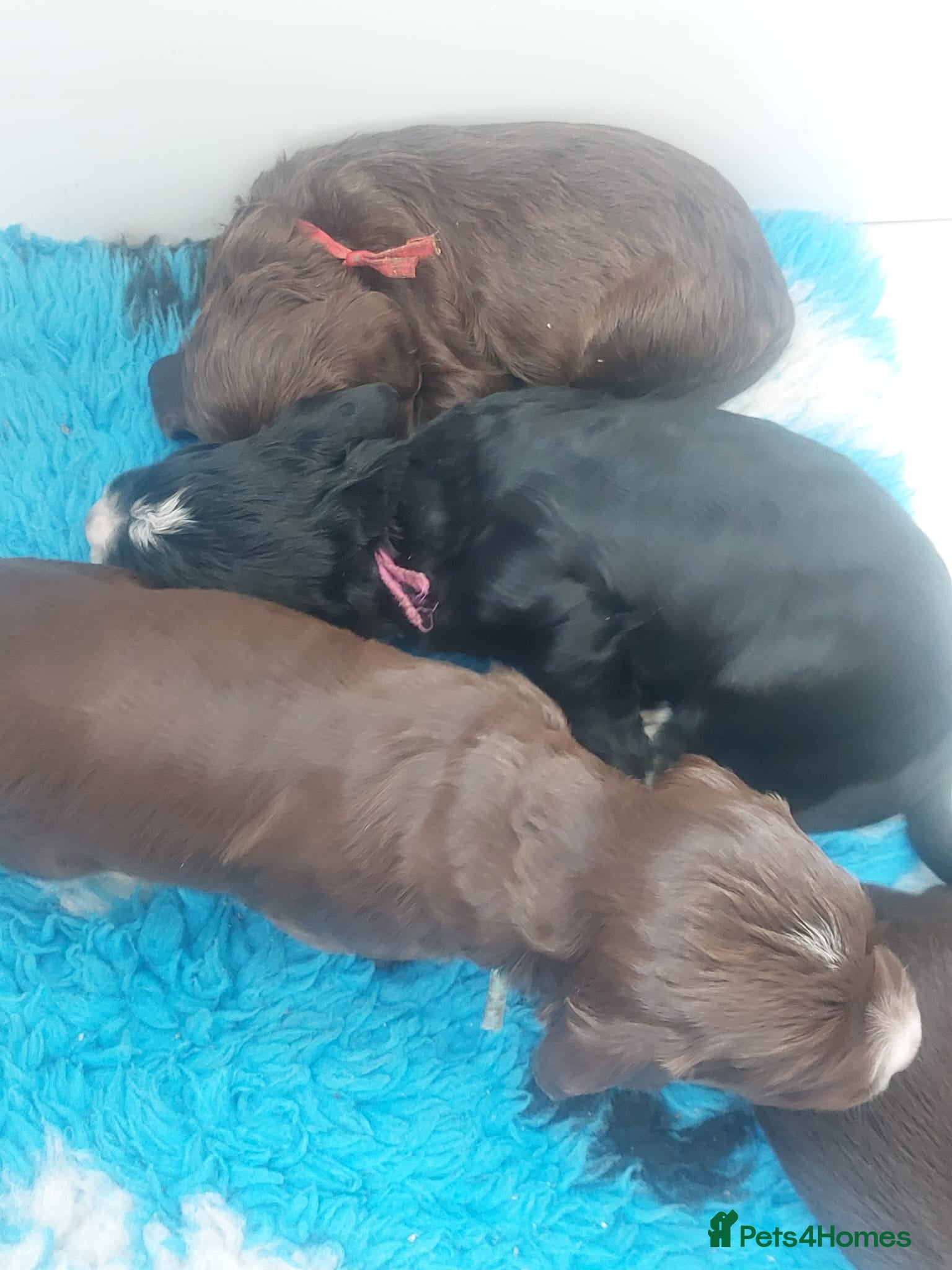 Sprocker dogs for sale: Sprocker Spaniel DWKC registered working line pups - Advert 12