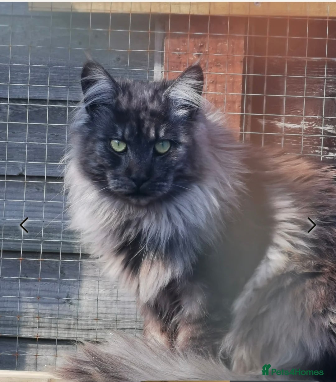 Maine Coon cats for sale: Stunning Maincoon kittens - Image 14