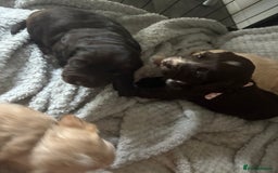 Cocker Spaniel dogs for sale: KC FTCH working cocker spaniel puppy’s  - Image 22