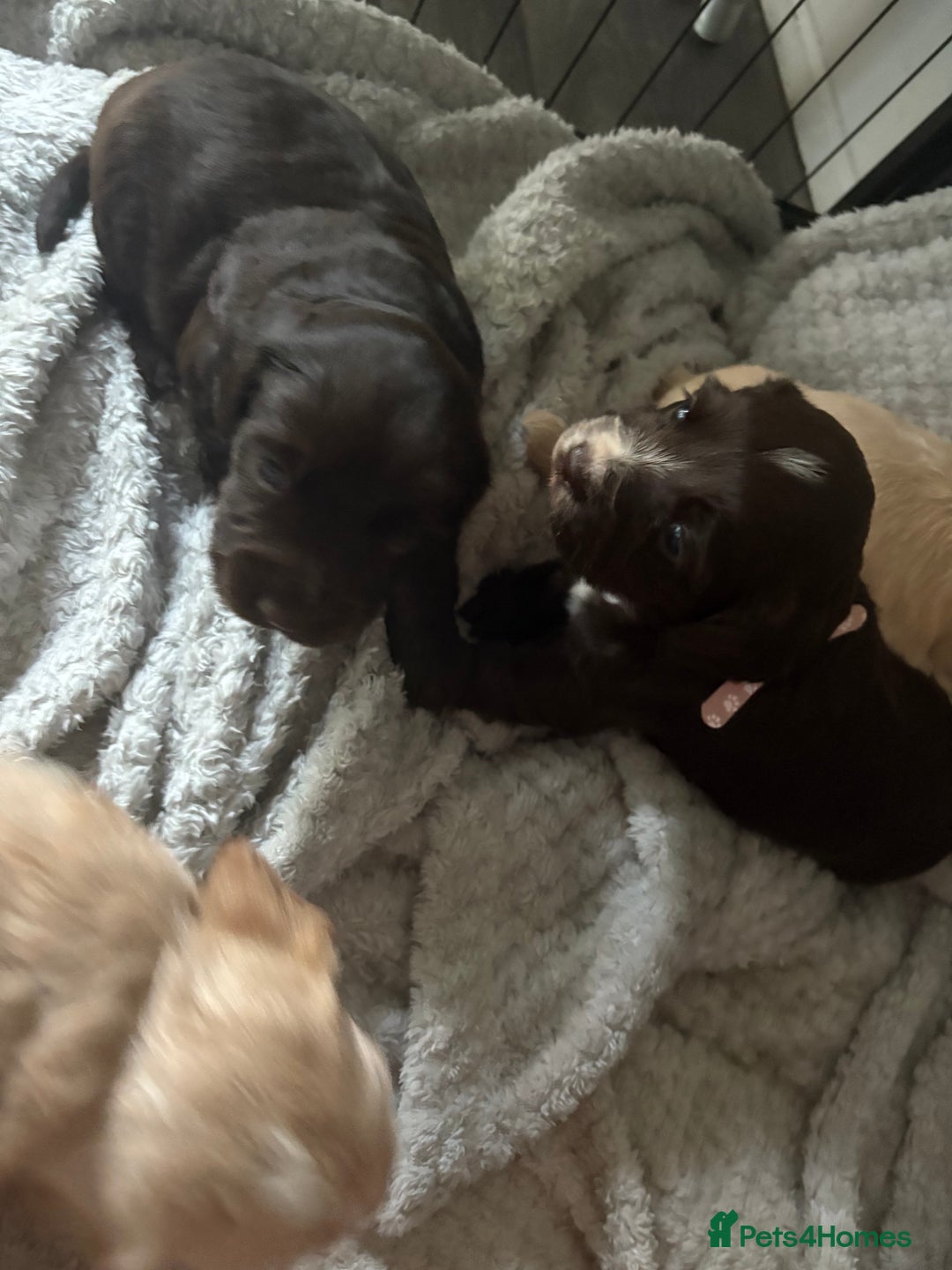 Cocker Spaniel dogs for sale: KC FTCH working cocker spaniel puppy’s  - Image 22