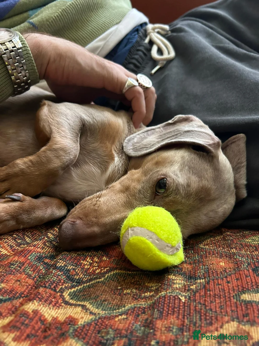 Miniature Dachshund dogs for sale: Amazing, Gentle, Loving Babi deserves more time - Advert 9