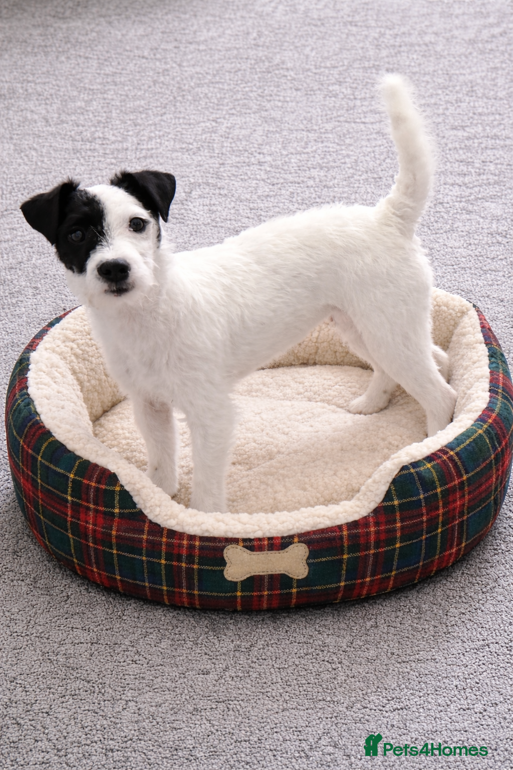 Parson Russell dogs Parson Pup - Advert 8