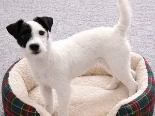 Parson Russell dogs Parson Pup - Advert 8