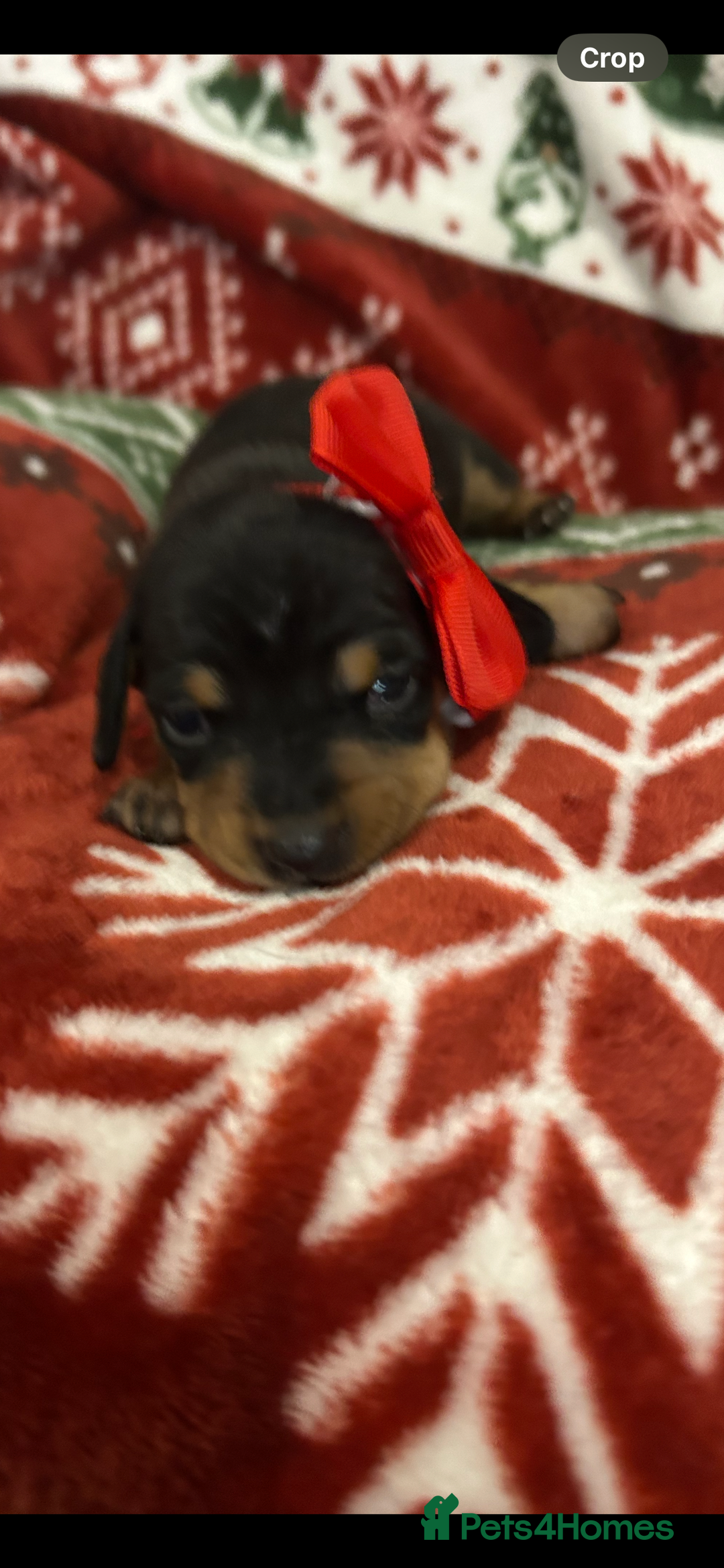 Miniature Dachshund dogs for sale: Black/tan female miniature dachshund  - Image 17