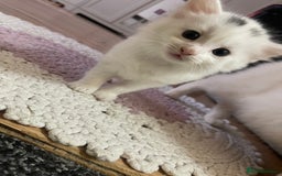 Turkish Angora cats for sale: Beautiful Fluffy Turkish angora  - girl - Image 14