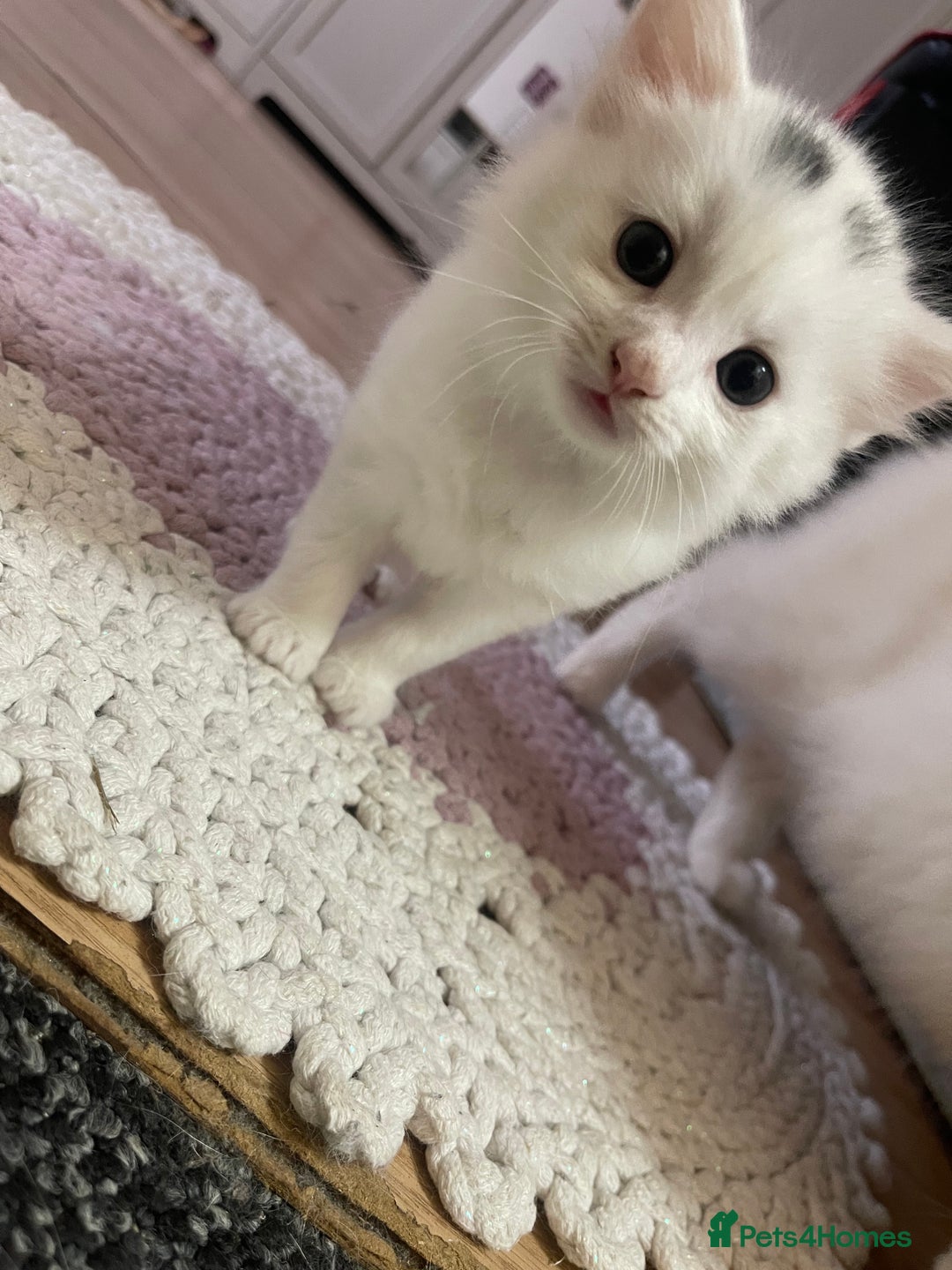 Turkish Angora cats for sale: Beautiful Fluffy Turkish angora  - girl - Image 14