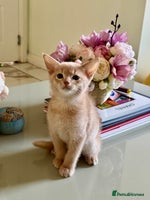 Abyssinian cats Pure pedigree Tica registered Abyssinian kittens - Advert 3