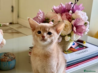 Abyssinian cats Pure pedigree Tica registered Abyssinian kittens - Advert 2