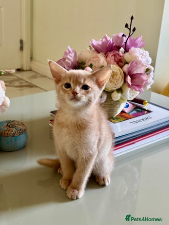 Abyssinian cats Pure pedigree Tica registered Abyssinian kittens - Advert 3