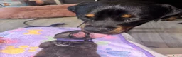 Mixed Breed dogs for sale: Staffordshire X Rottweiler  - Advert 32