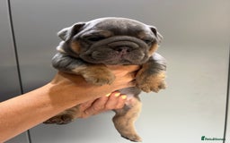 English Bulldog dogs for sale: English Bulldog Puppies - Image 11