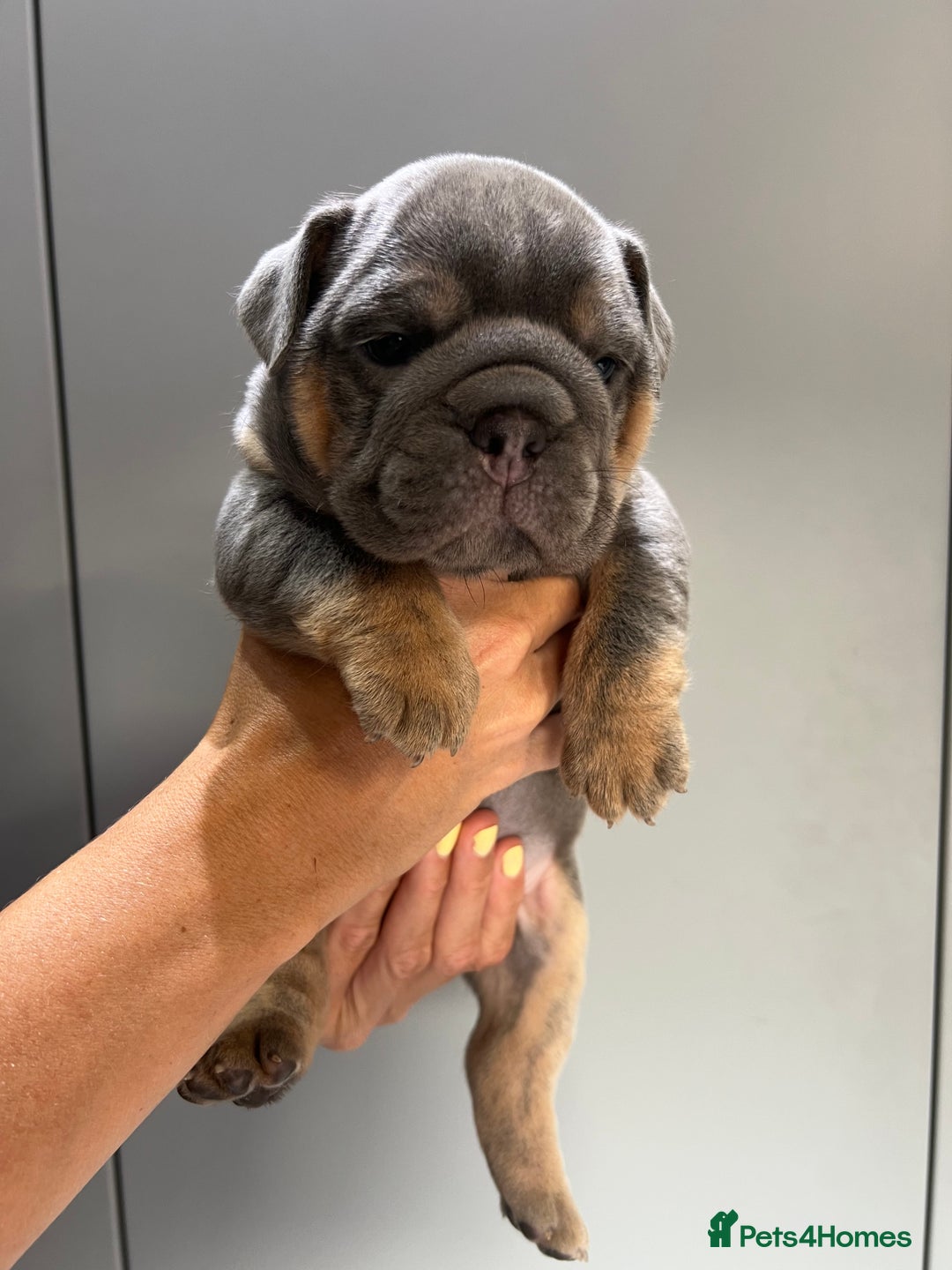 English Bulldog dogs for sale: English Bulldog Puppies - Image 11