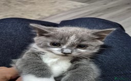 British Shorthair cats for sale: Adorable British Shorthair x Persian Kittens  - Image 27
