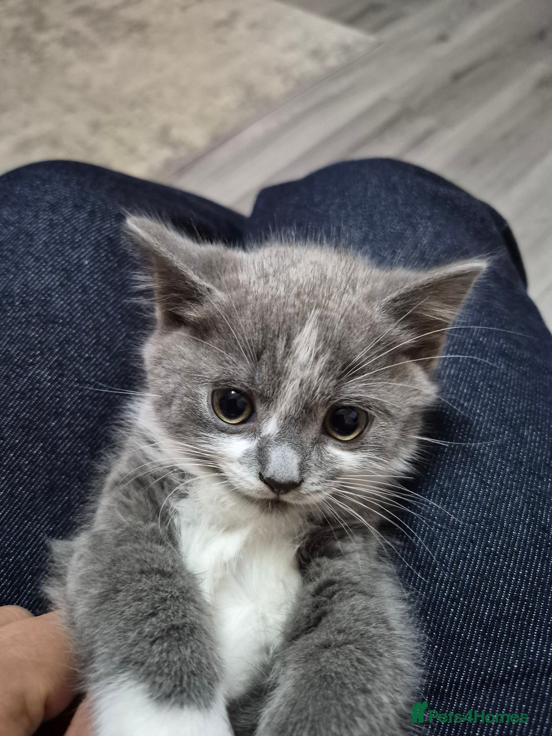 British Shorthair cats for sale: Adorable British Shorthair x Persian Kittens  - Image 27