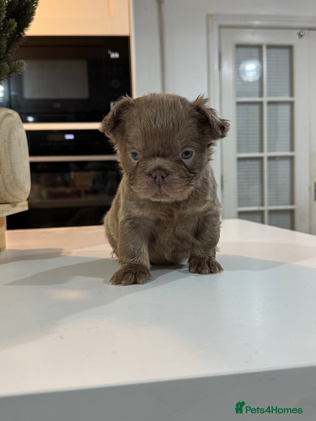 French Bulldog dogs for sale: Fluffy french bulldogs READ DESCRIPTION  - Advert 7