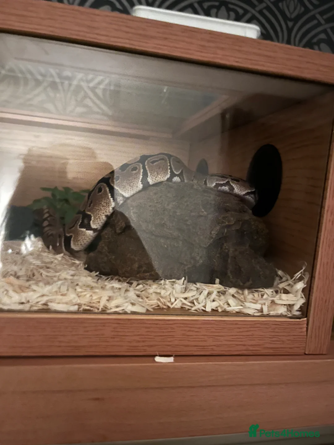 Python Snake reptiles for sale: Royal python  - Advert 1
